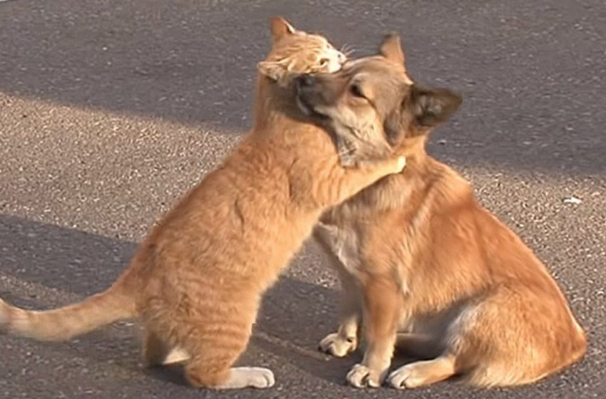  A Cat was Caught on Camera Comforting a Poor Puppy