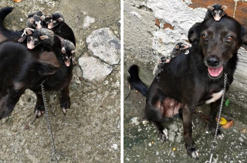  Newborn Opossums Rescued and Adopted by a Caring Dog