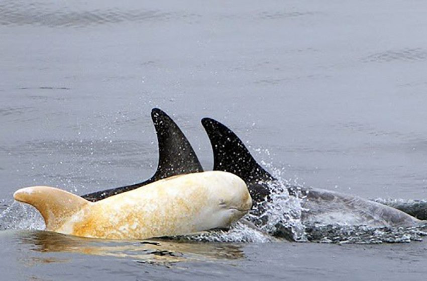  The Sole Albino Dolphin in the Eastern Pacific Ocean has Returned