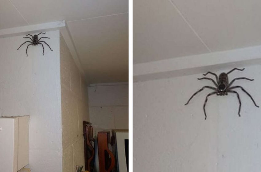  A woman discovered a giant spider living in her house for the last year