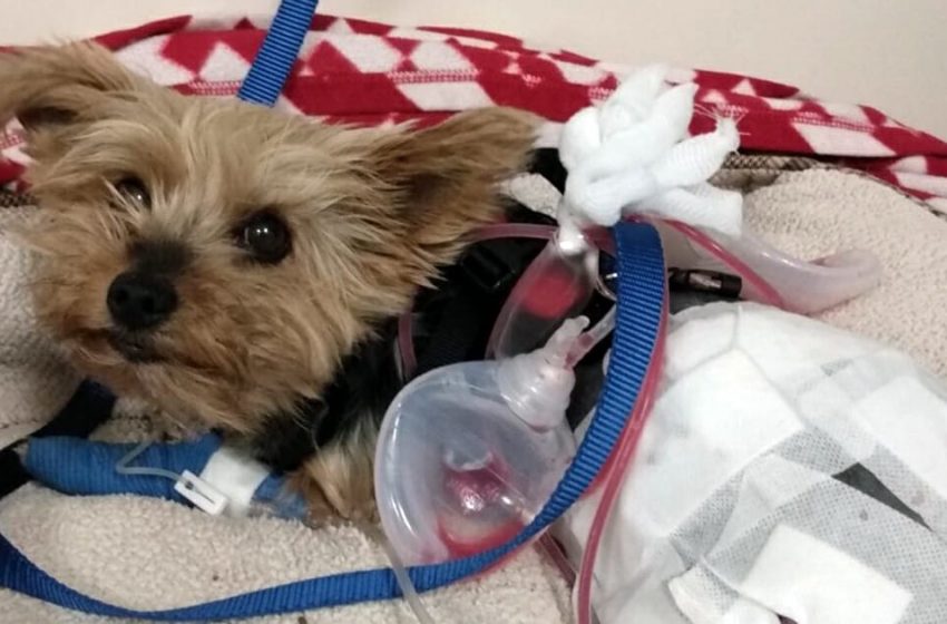  A courageous Yorkie repels a coyote to protect her 10-year-old owner