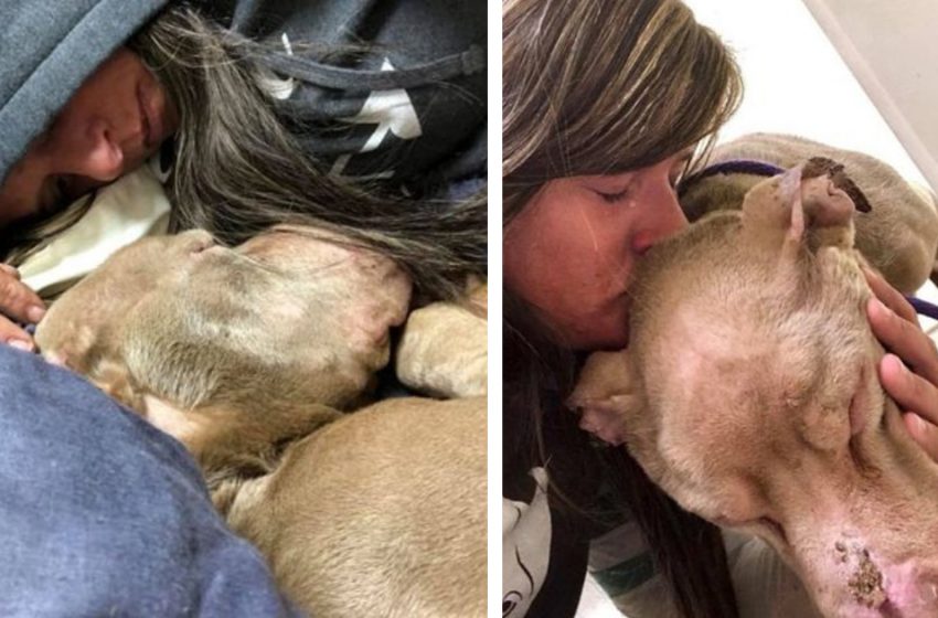  To prevent the dog from passing away alone, a woman spends the night cuddling with him