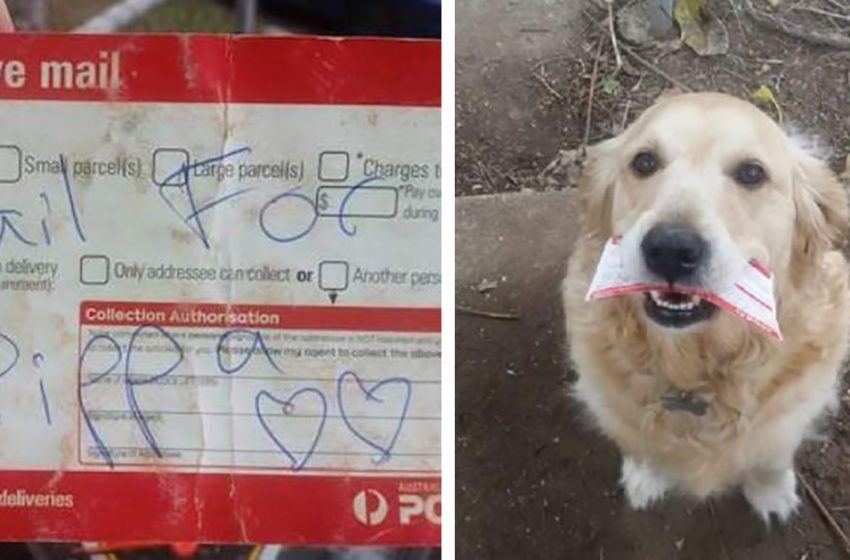  The kind postman makes sure the dog receives a daily note