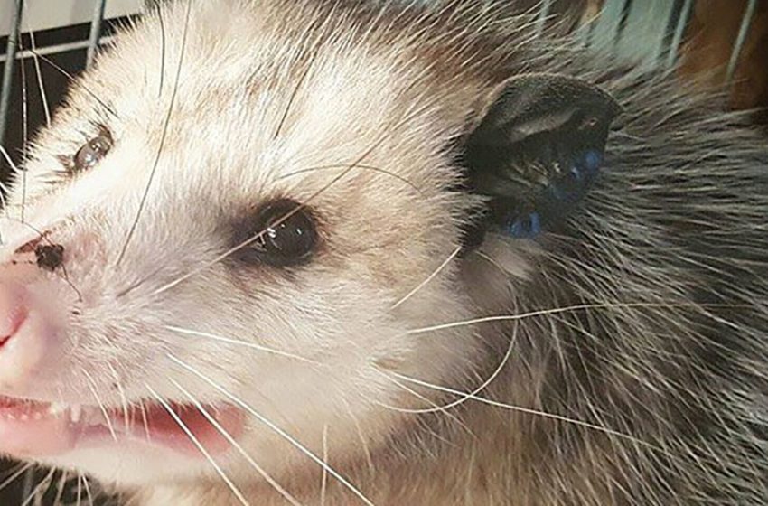  Pregnant Opossum Saved by a Kind-hearted Woman