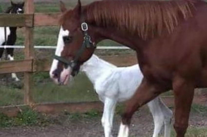  An incredibly uncommon foal was born to a horse and you will be surprised after watching this video