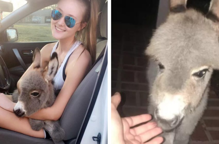  How the Decision to Adopt a Newborn Donkey Changed Paton’s Life