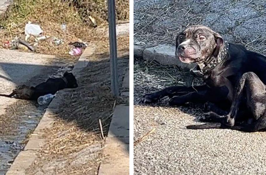  Before a kind-hearted woman could help, a helpless, starving puppy slept on the curb