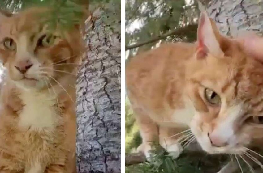  “We are so happy to have him back.” Cat was trapped in the air for two weeks before getting rescue