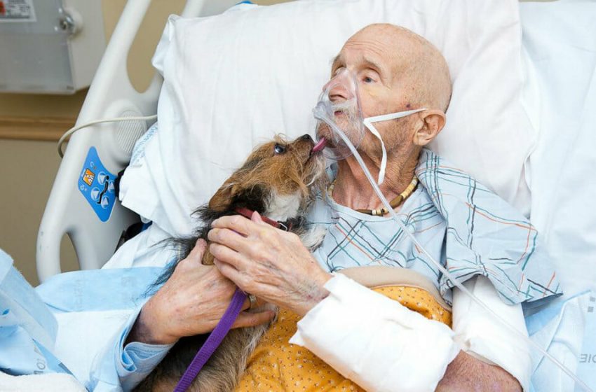  Veteran in hospice fulfills his desire by seeing his dog one last time