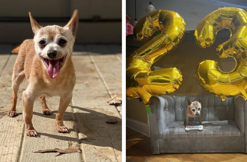  The incredible birthday party of the oldest dog in rescue