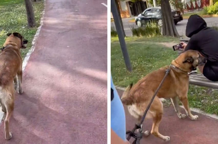  Dog Suddenly Realizes He Knows Woman on Bench While She Is Walking By