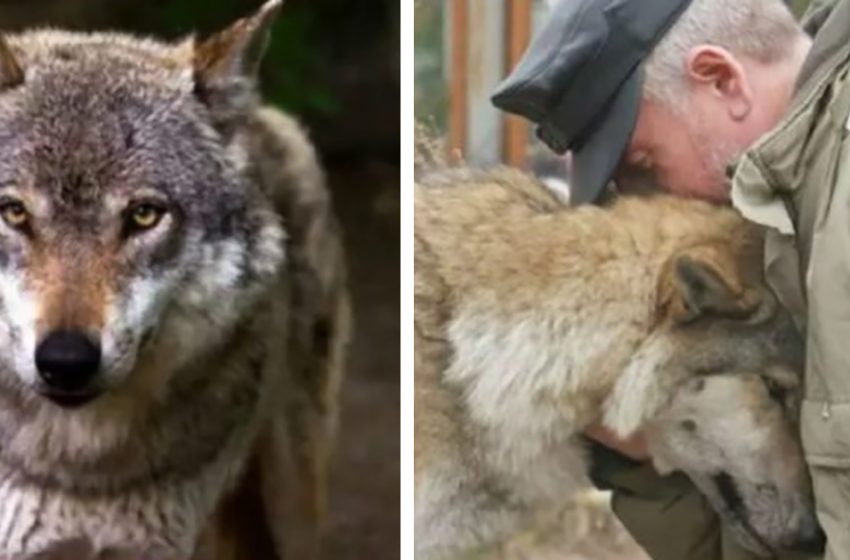  Throughout the entire winter, a mother wolf begged a sympathetic huntsman for food to feed her helpless puppies