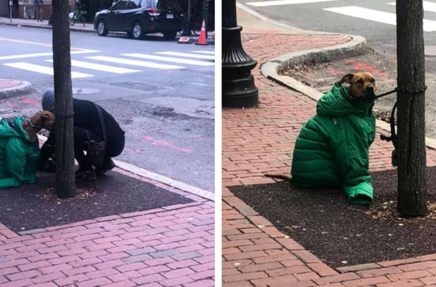  Dog Receives Owner’s Jacket from Woman to Keep Cozy While Waiting Outside