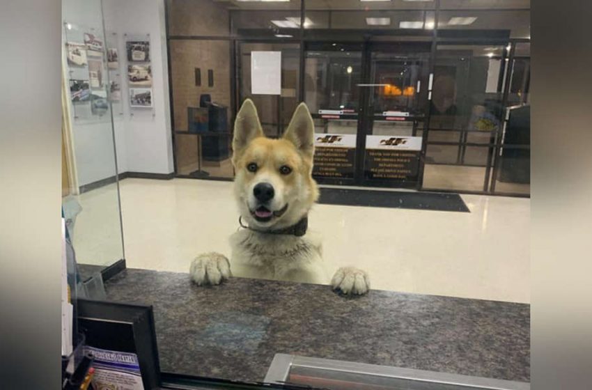  Dog Enters Police Station and Walks Around To Report Himself Missing