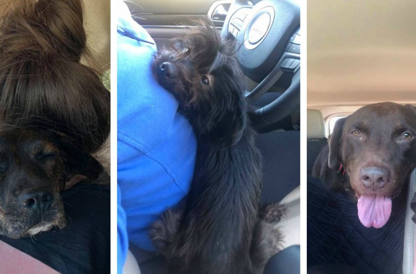 Woman visits a shelter to adopt one dog but leaves with three