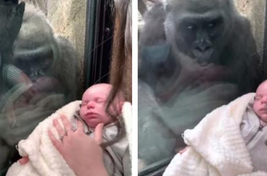  “That was such a beautiful act of motherly love.”Gorilla brings her baby to meet a woman and newborn in adorable footage