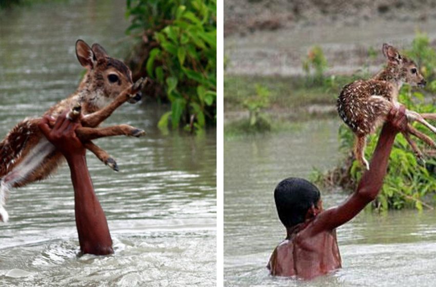  Not All Heroes Wear Capes. Brave Boy Saved Deer From Drowning