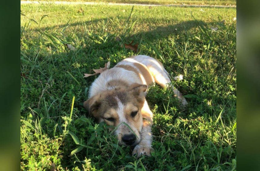  Friends Find the Tiniest Puppy Hiding in the Grass at a Park