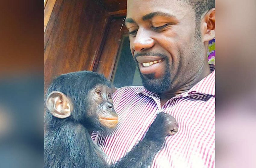  Baby Bonobo Will Not Stop Glancing at the Rescuer