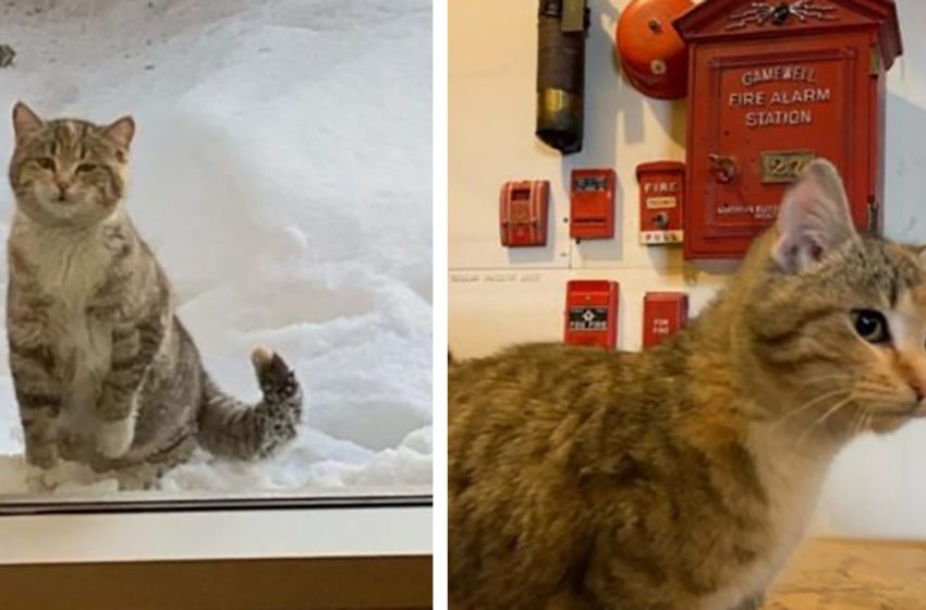  On a bitterly cold, snowy day, a stray cat makes her way to the fire station and begs to be allowed inside