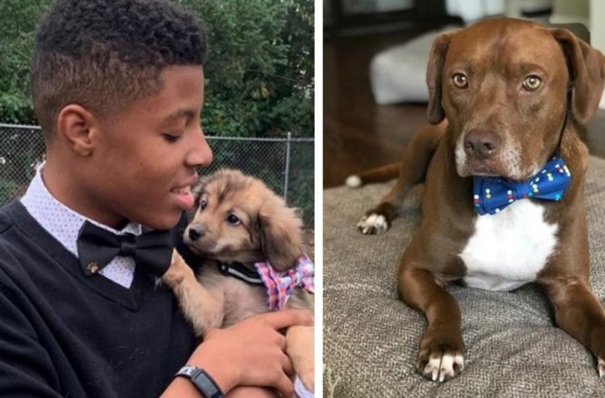  “They look adorable with it.” Teenage boy makes bow ties for shelter animals to help them get adopted