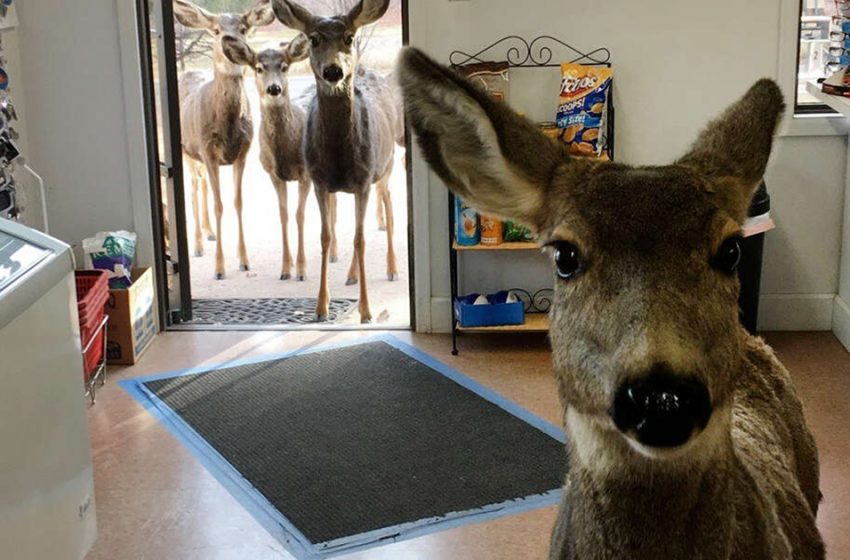  Deer Visits a Gift Shop, Then Returns Later With Her Young Children