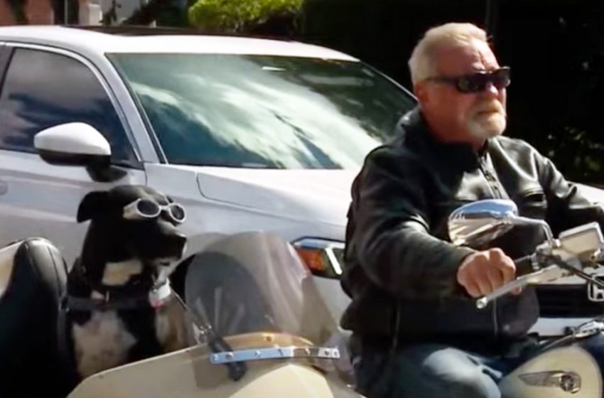  Dog adopted from a shelter now travels on owner’s motorcycle in a modified sidecar