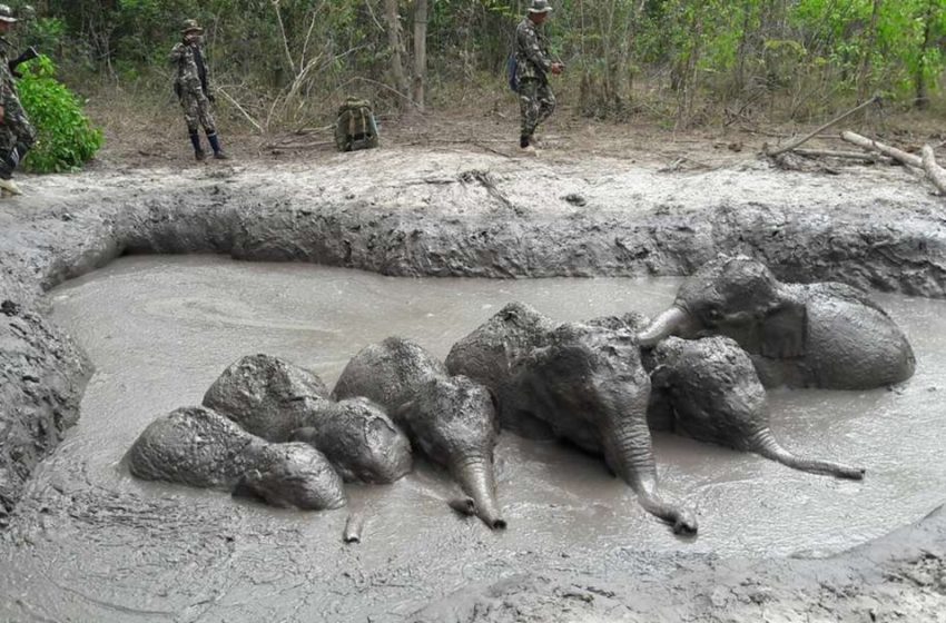  Park Rangers Discover Six Baby Wild Elephants Stuck Together in a Row