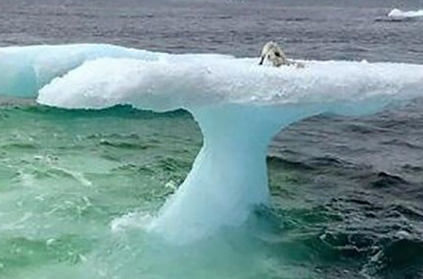  Fishermen in the Arctic found a seal cut off on an ice floe, but as they got closer, they realized that it was not a seal