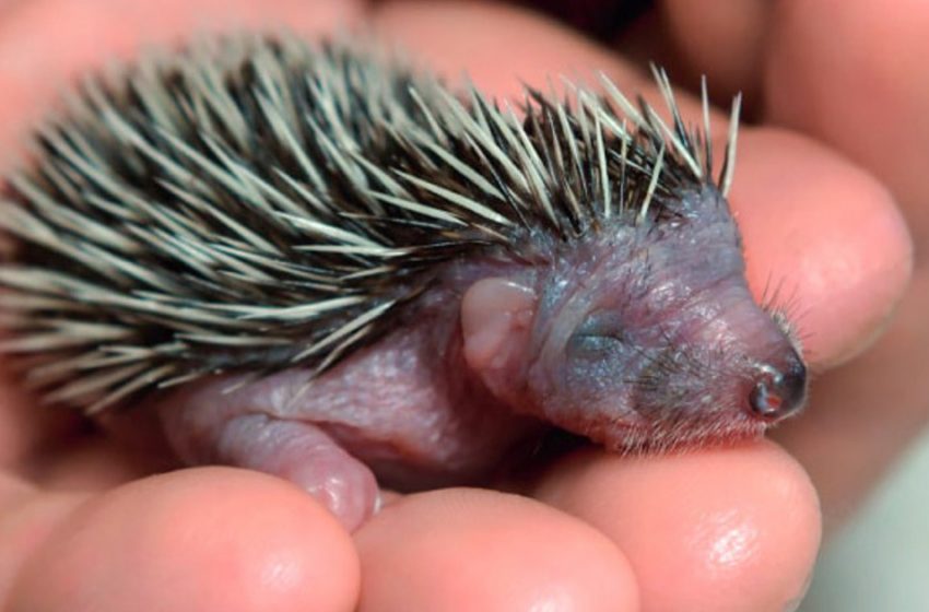  The Vet That Saved the Hedgehog and Got Saved In Returned