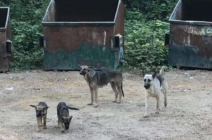  A family of German Shepherds won’t leave the dumpsters where they last saw their owners