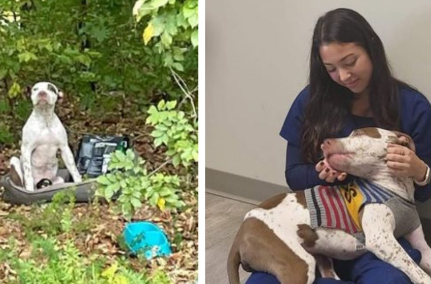  Dog left in the woods with a fractured leg is now in good hands and recovering