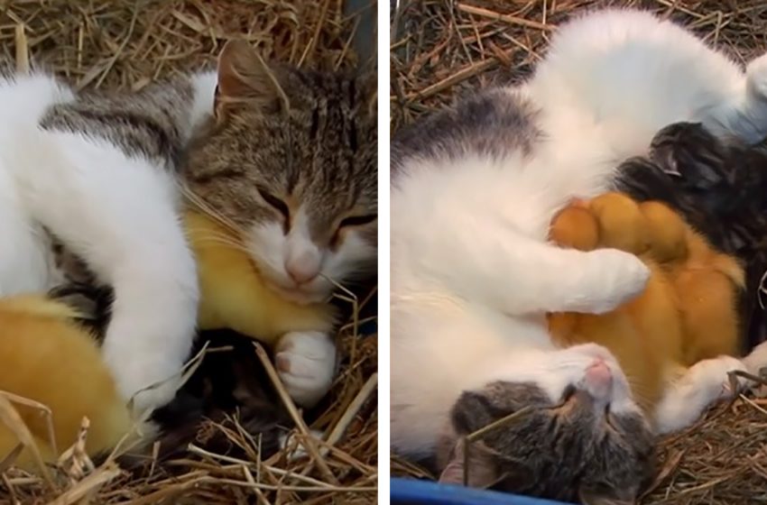  Mother cat took care of her own three kittens as well as three young ducklings she had adopted