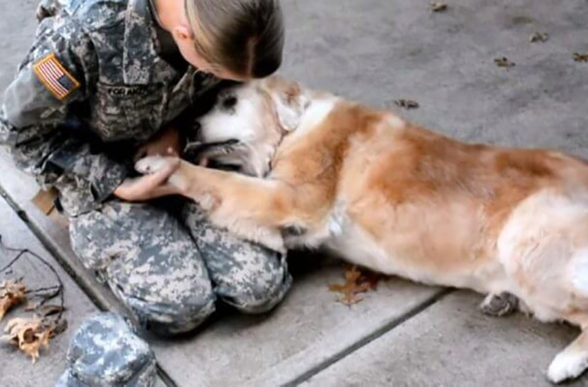  After months apart, an old dog is delighted to see her mom return from military service