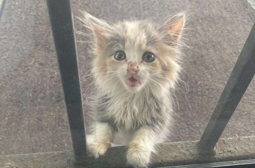  “You had to see the look on her face.” The abandoned kitten that captured everyone’s heart