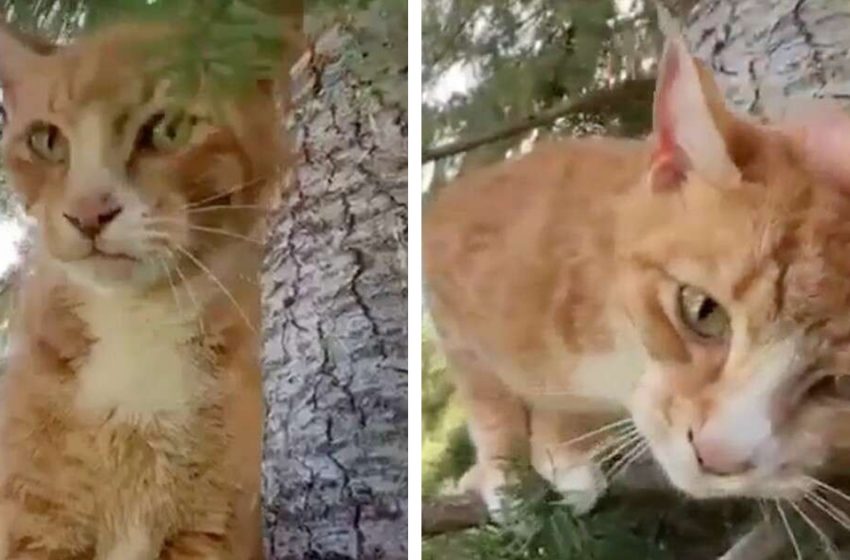  The rescuers saved a cat after two weeks of being trapped 75 feet in the air