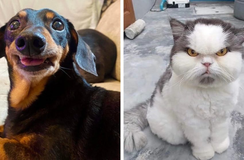  15 pets who proved that they can show their emotions better than humans