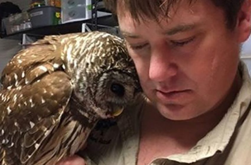  When the vet returned after curing the owl, the bird flew to him to give him a hug
