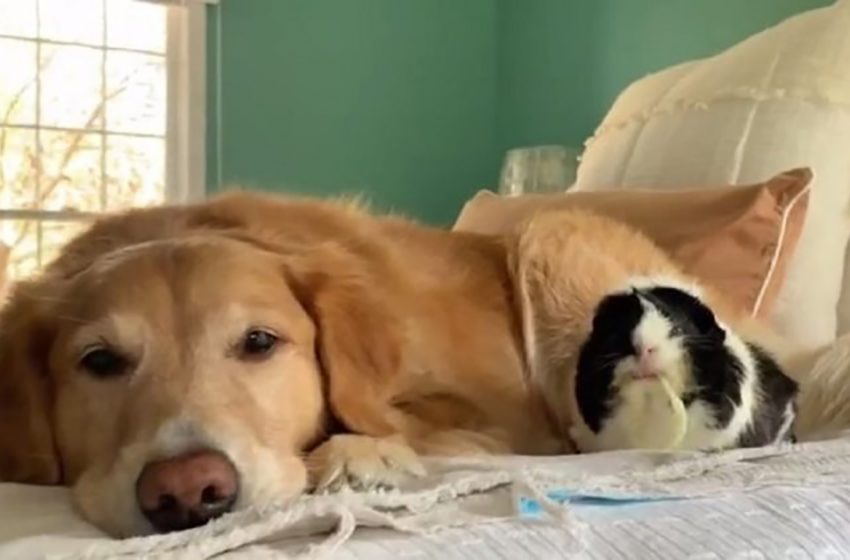  A special bond is formed between a golden retriever and a little guinea pig