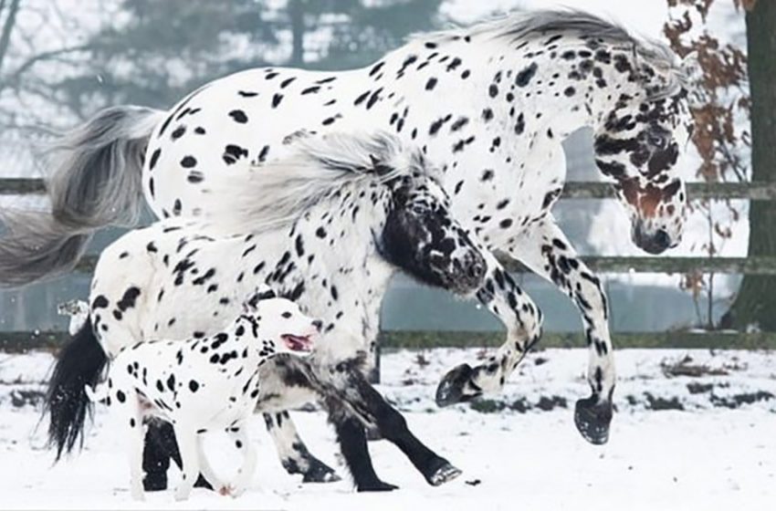  The cute black-spotted horse, pony, and dog have an uncanny affinity with one another and enchant everyone