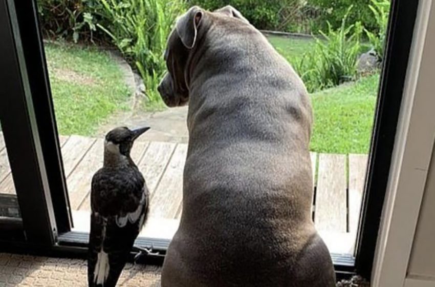  Molly, a rescued magpie, picks up barking so she can talk to her closest pal Staffordshire Terrier