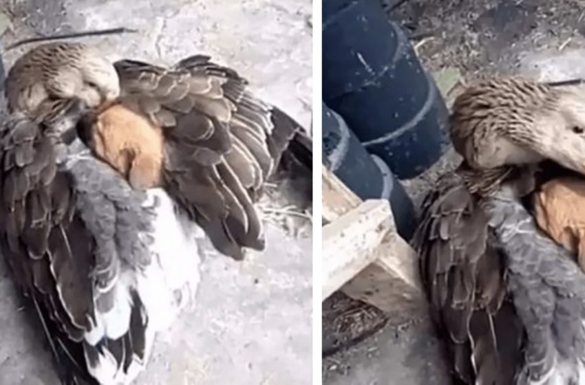  Goose comforted the abandoned dog with her wings like her own child after finding him cold on the street