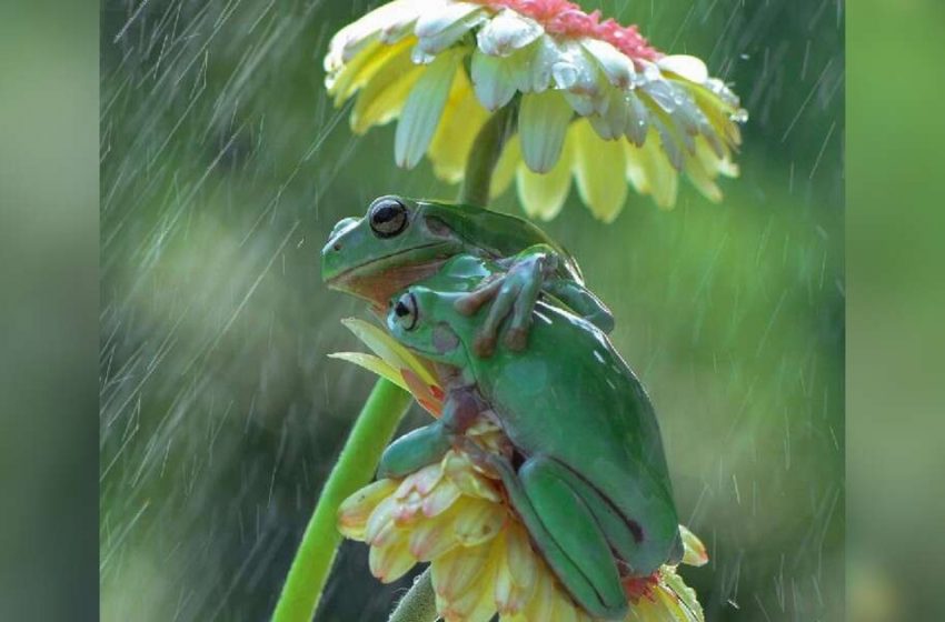  Romance in the rain – the photographer captures the lovely frogs