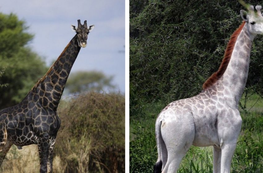  Discover the rarest animal on Earth: the black and white giraffe