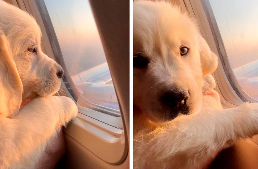  This pup enjoys his flight on an airplane