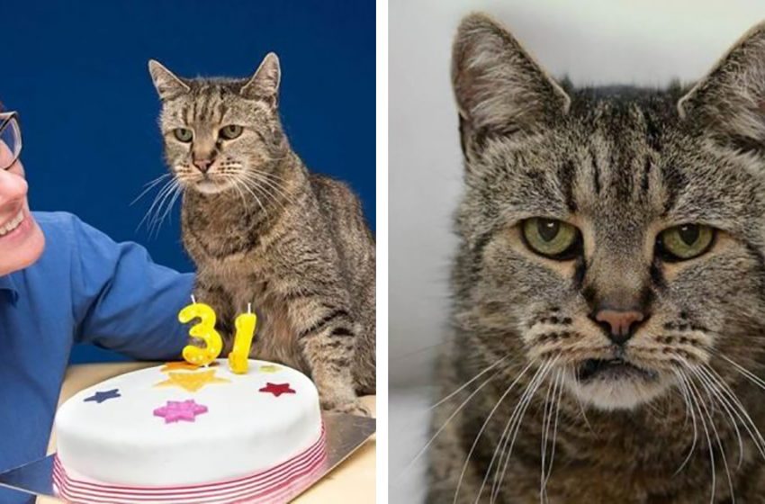  Nutmeg, who recently turned 31 years old, is acknowledged as the oldest cat in the world