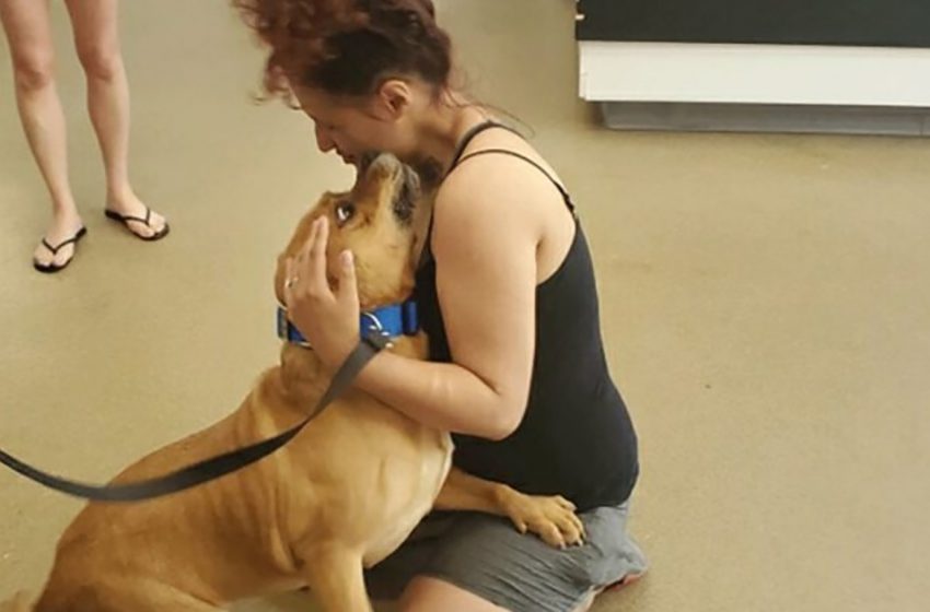  Woman occasionally found her missing pet at the shelter while trying to adopt a new dog for her boys