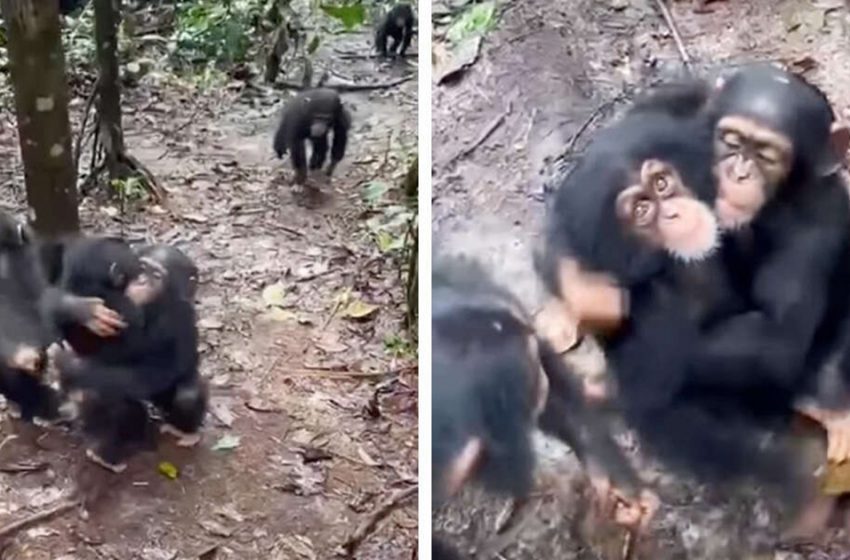  Hugging a new orphan chimpanzee and welcoming him to the family