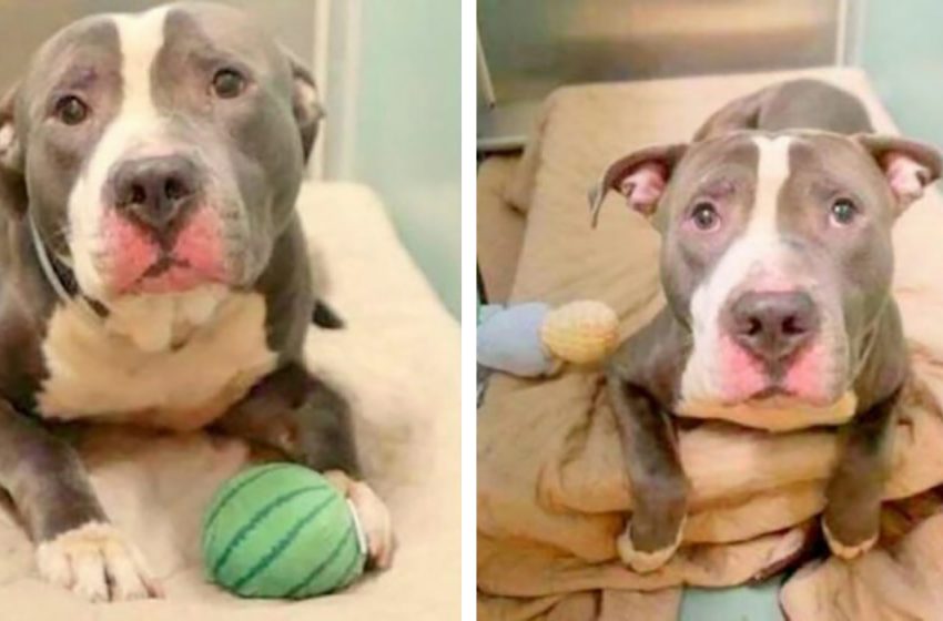  Family abandons loyal Pitbull at shelter after years of being most devoted dog because they are expecting another child