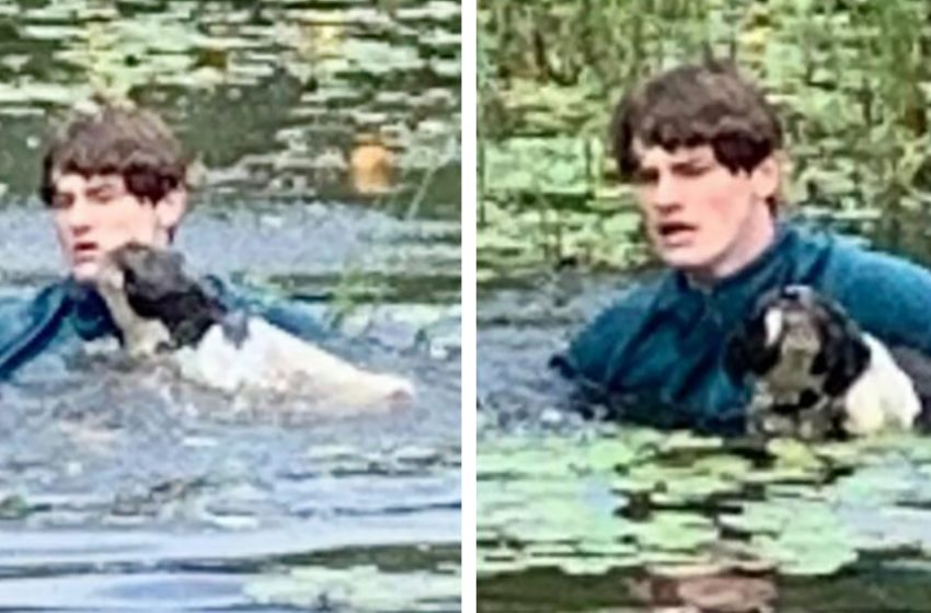  Teenager leaped into the lake to save a drowning puppy after observing it rather than considering his own safety